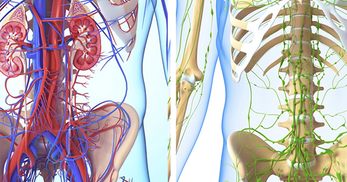 Skeletal System