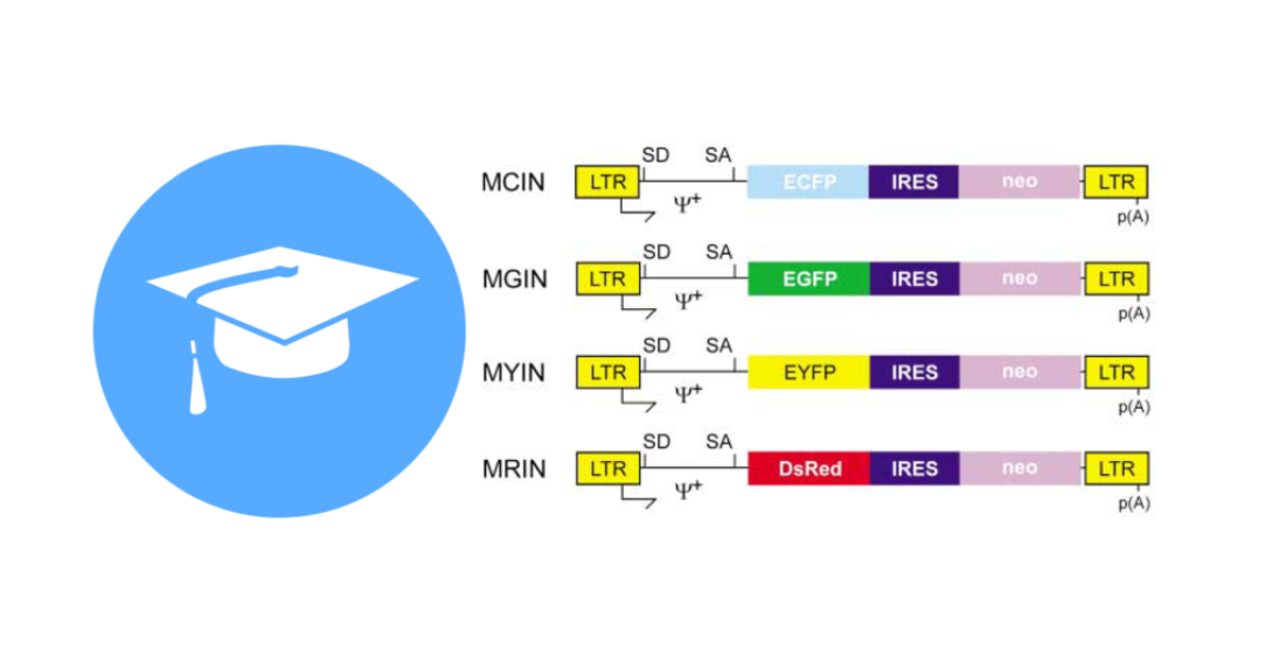 Blue mortarboard and MSCV retroviral vectors